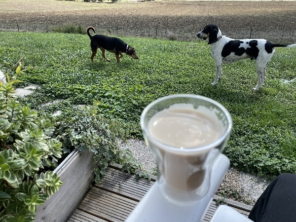 Blogartikel 12 von 12: Kaffeetrinken im Garten, zwei spielenden Hunde