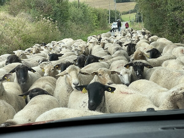 Blogartikel 12 von 12: Schafherde auf der Straße