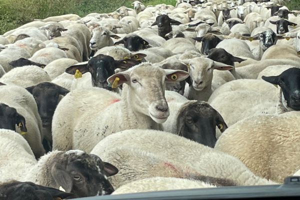 Schafherde aus allernächster Nähe aus dem Auto fotografiert