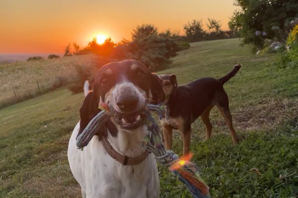 Hund mit Seil im Maul vor Landschaftskulisse schaut in die Kamera